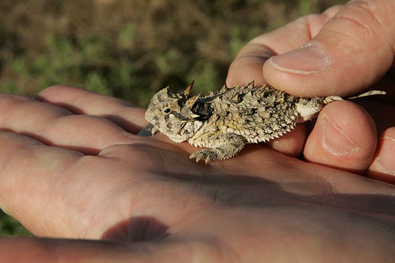 Phrynosoma cornutum