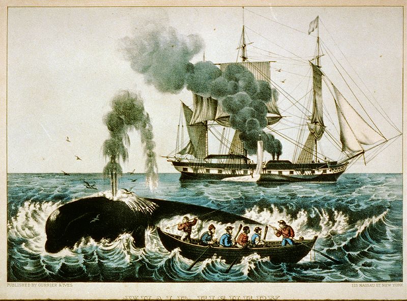 chasse pêche baleines