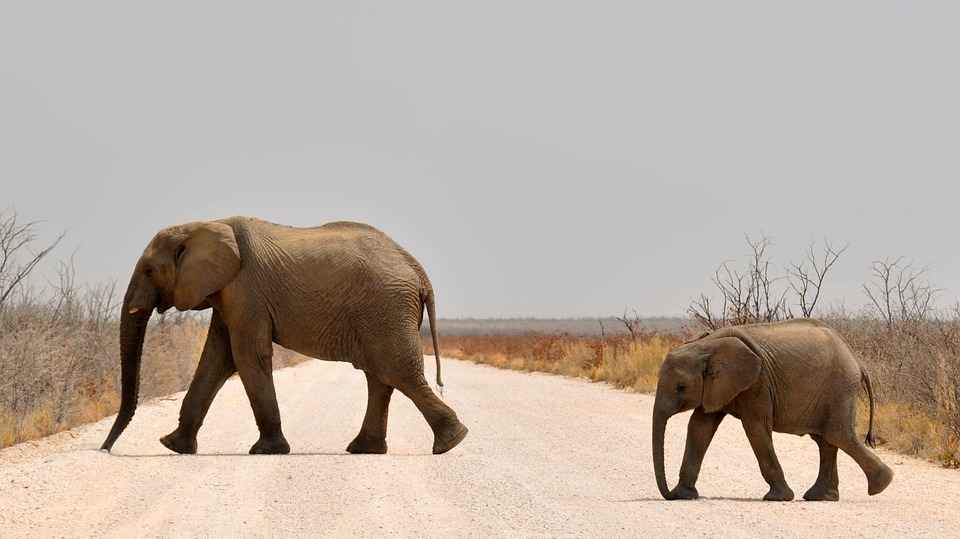 elephants gestation animale