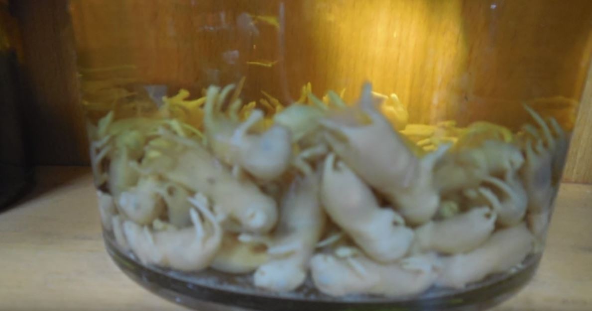 Un vin à base de bébés de souris, c’est possible en Chine…