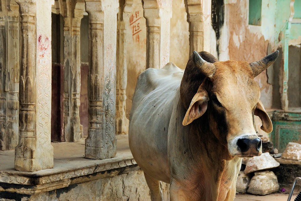 vache sacrée Inde