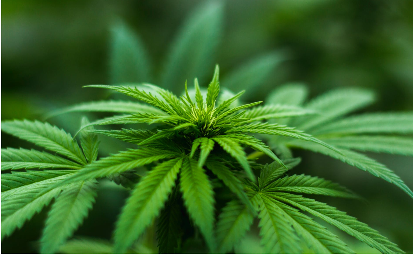 cannabis