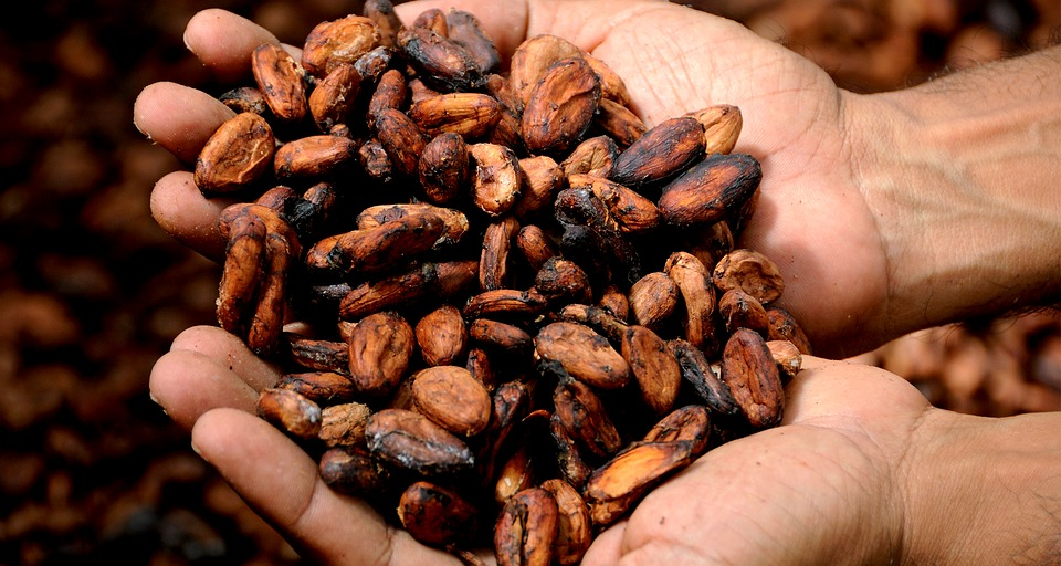 cacao mains