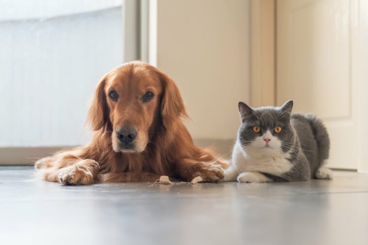chat chien
