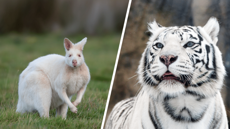 Pourquoi certains animaux sont-ils albinos ?