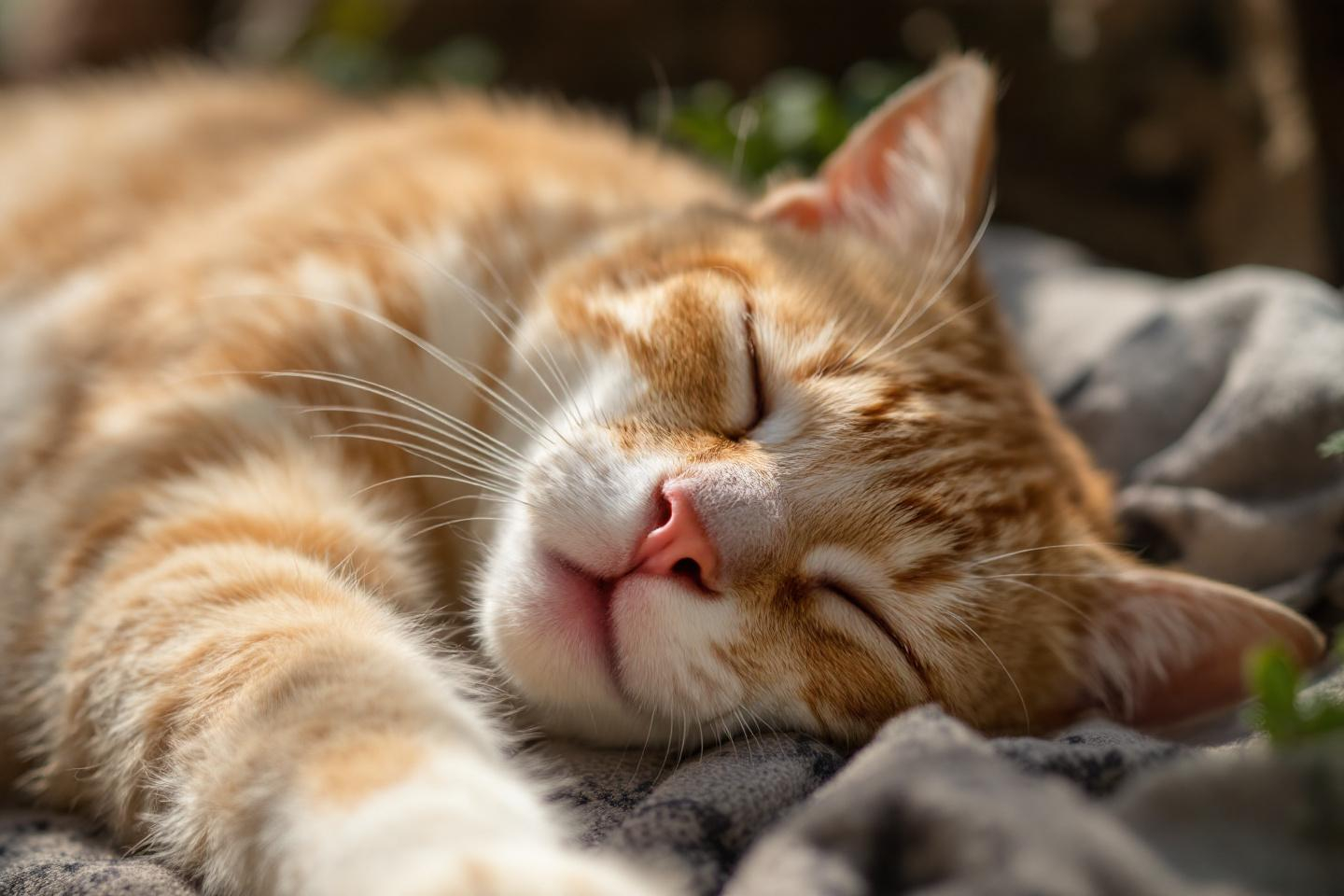 Votre chat somnole, boude sa gamelle ou se cache pendant la canicule : faut-il s’inquiéter ?