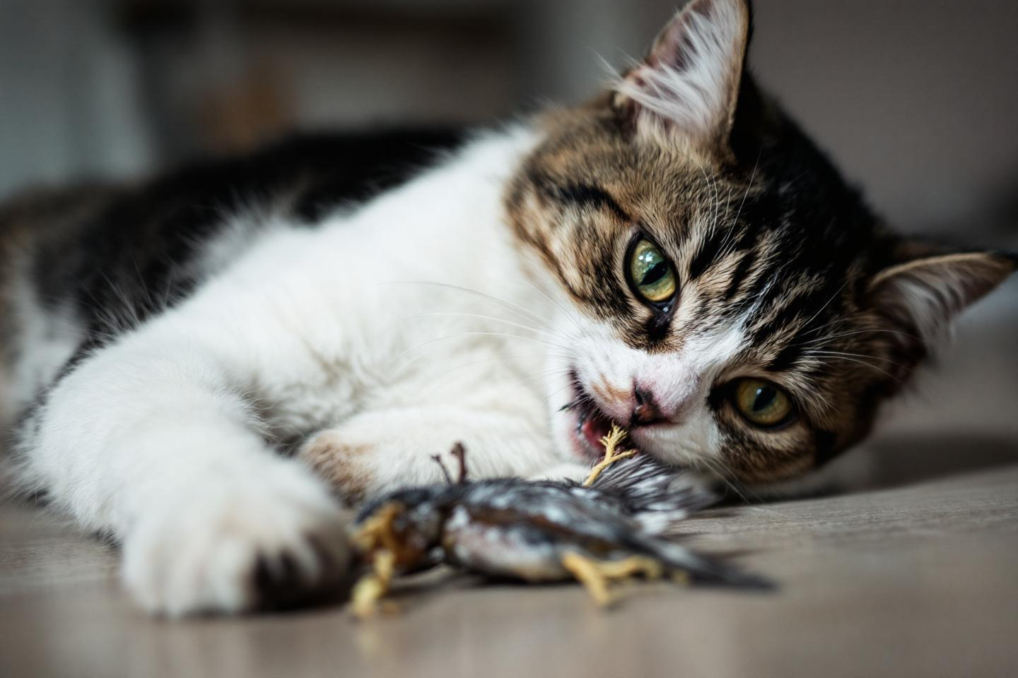 Pourquoi votre chat tient-il tant à vous offrir ses proies ?