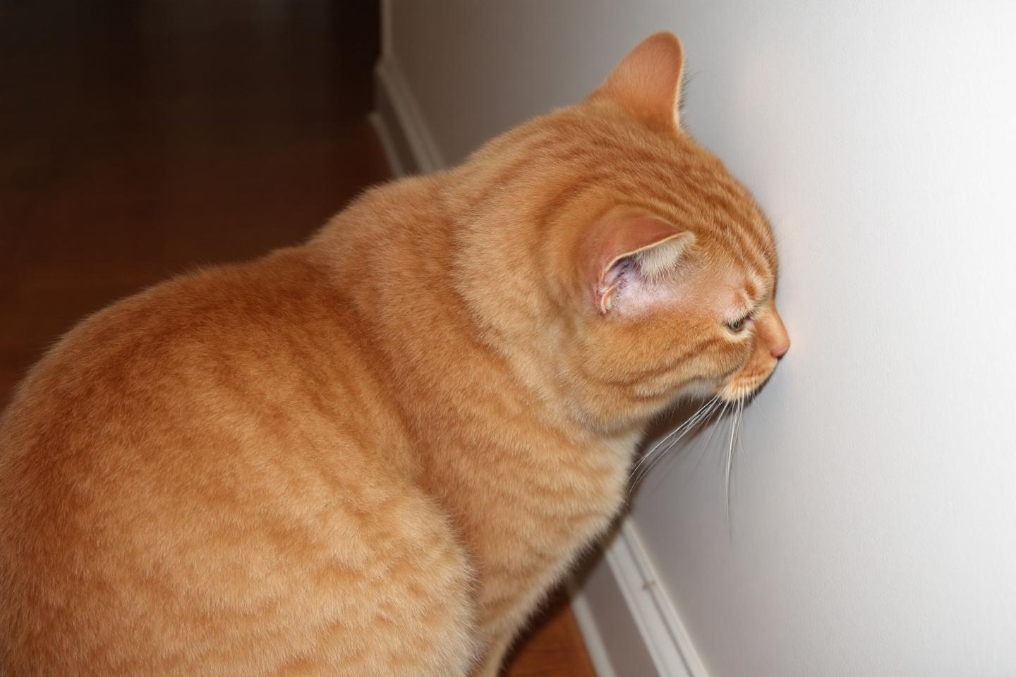 Pourquoi votre chat frotte-t-il sa tête partout chez vous ? Ce comportement cache-t-il un besoin vital ?