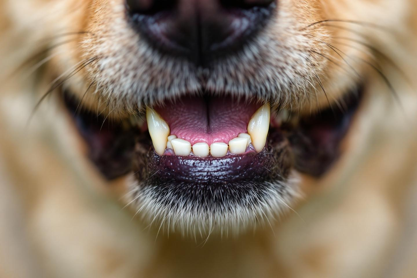 Quels risques si on néglige le brossage des dents chez son chien ?