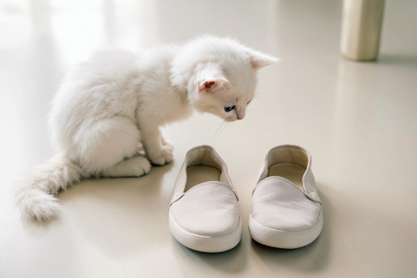 Pourquoi les chats s’attardent-ils autant à sentir nos chaussures ?