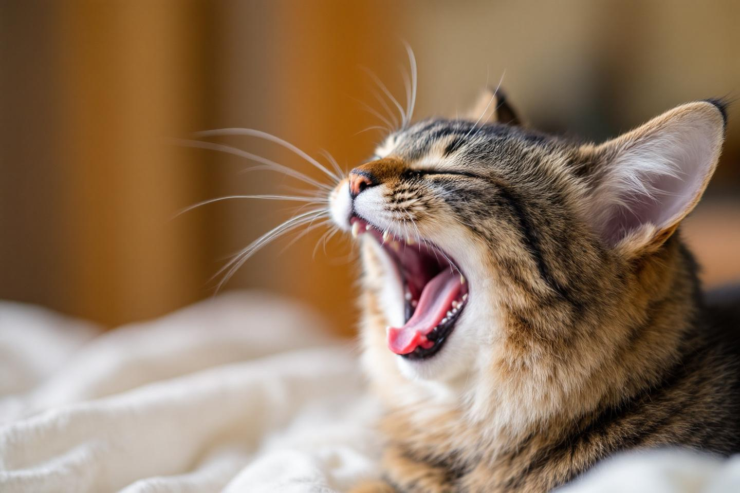 Un chat qui éternue souvent, c’est grave ou juste passager ?