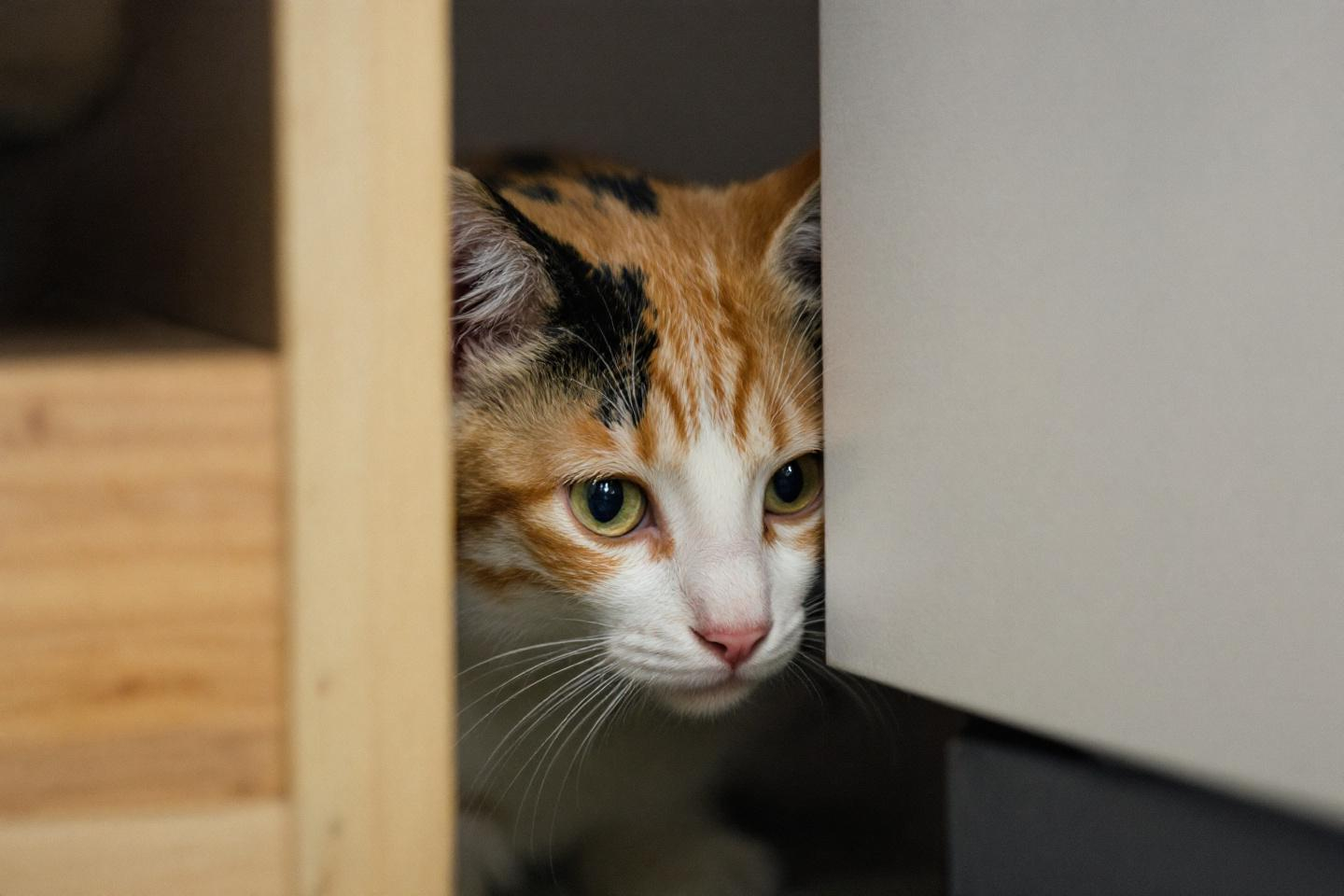 Votre chat se cache-t-il plus depuis l’arrivée des beaux jours ? Ce que cela révèle vraiment sur sa santé