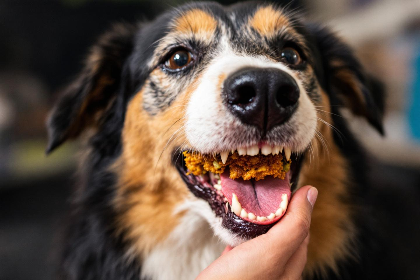 Ces fruits et légumes d’été risquent vraiment d’empoisonner votre chien