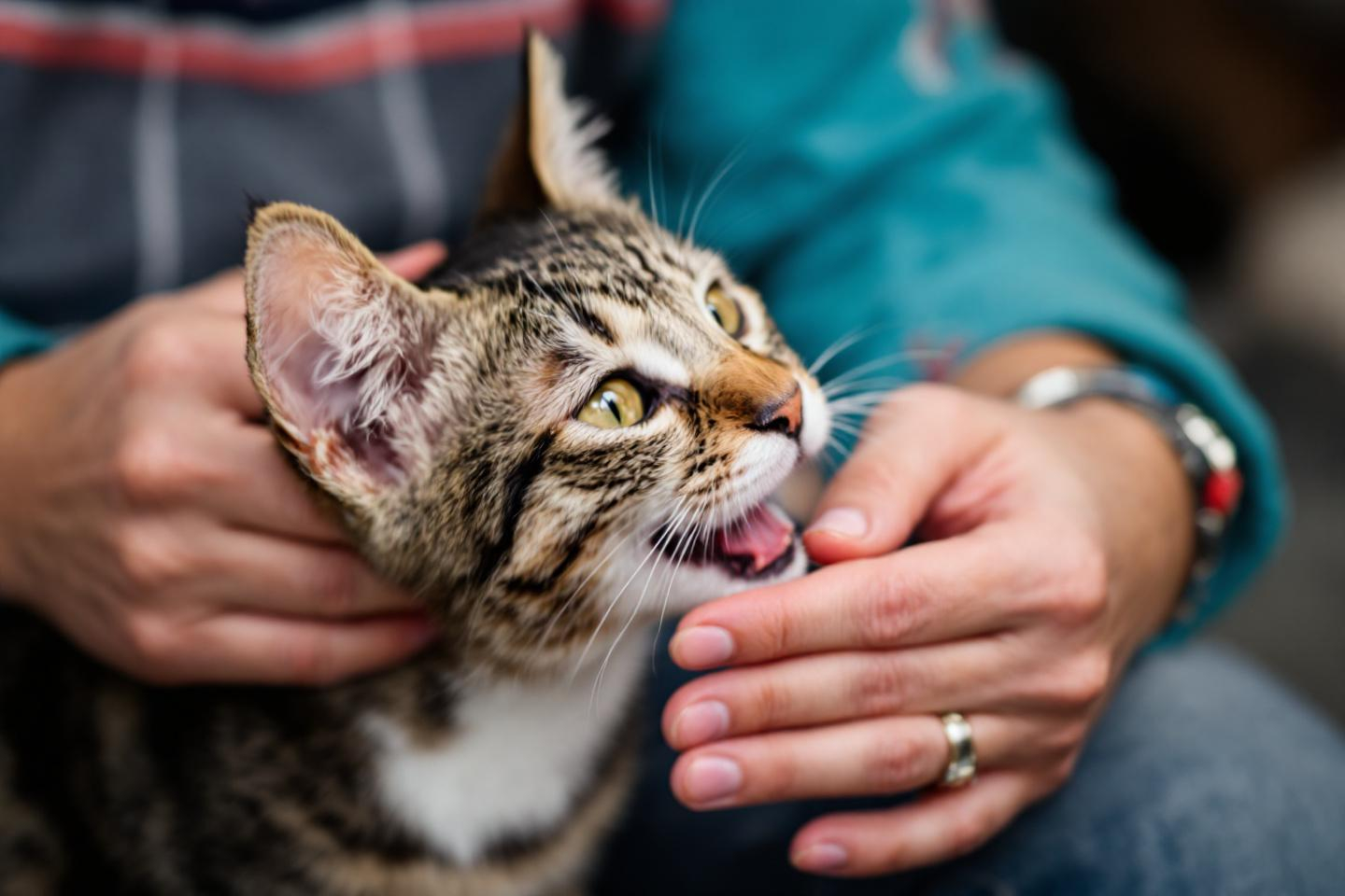 Votre chat vous mordille les doigts : caprice, jeu ou vrai signe d’affection ?