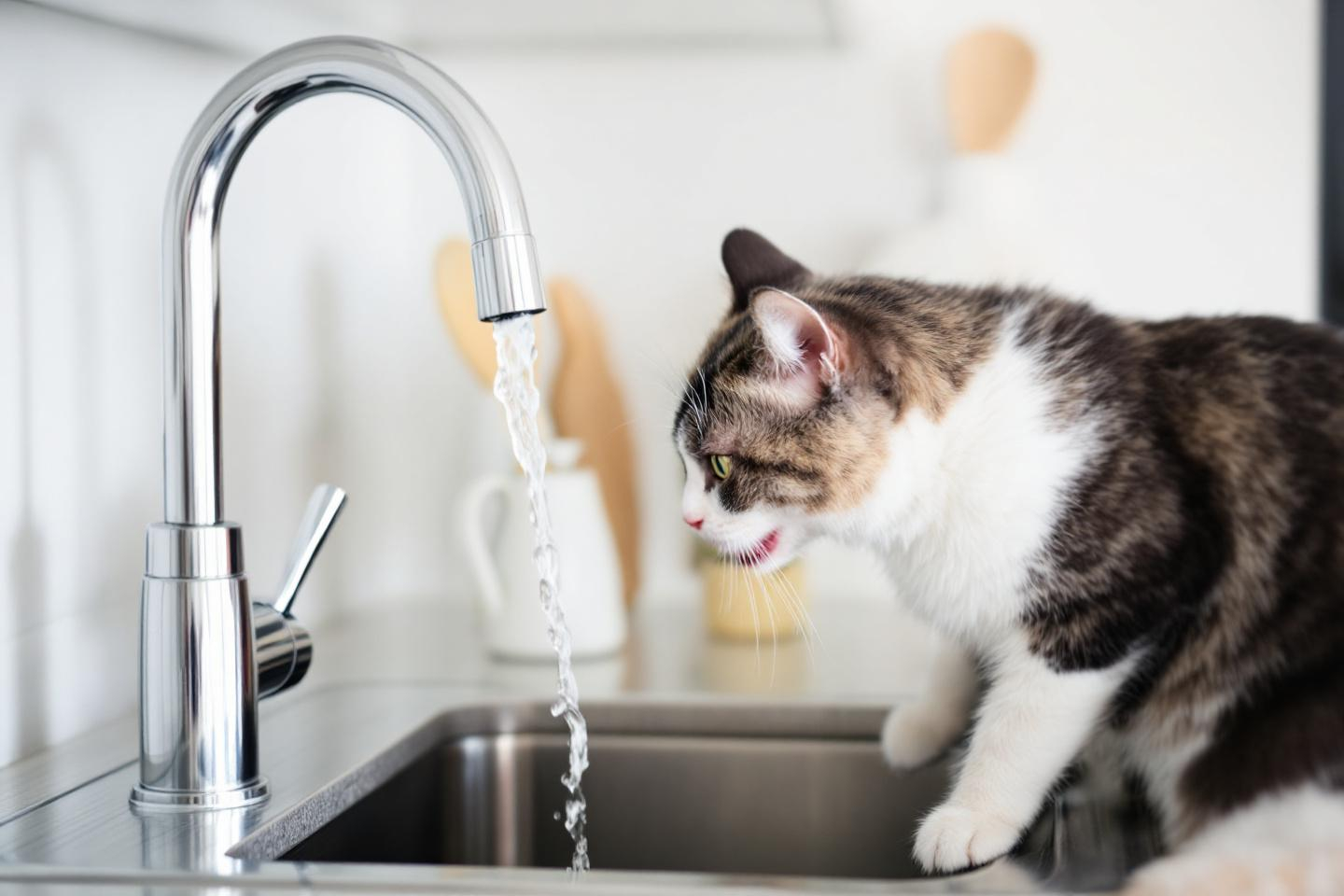 Votre chat préfère-t-il l’eau du robinet à sa gamelle ? Ce comportement cache-t-il un problème plus sérieux ?