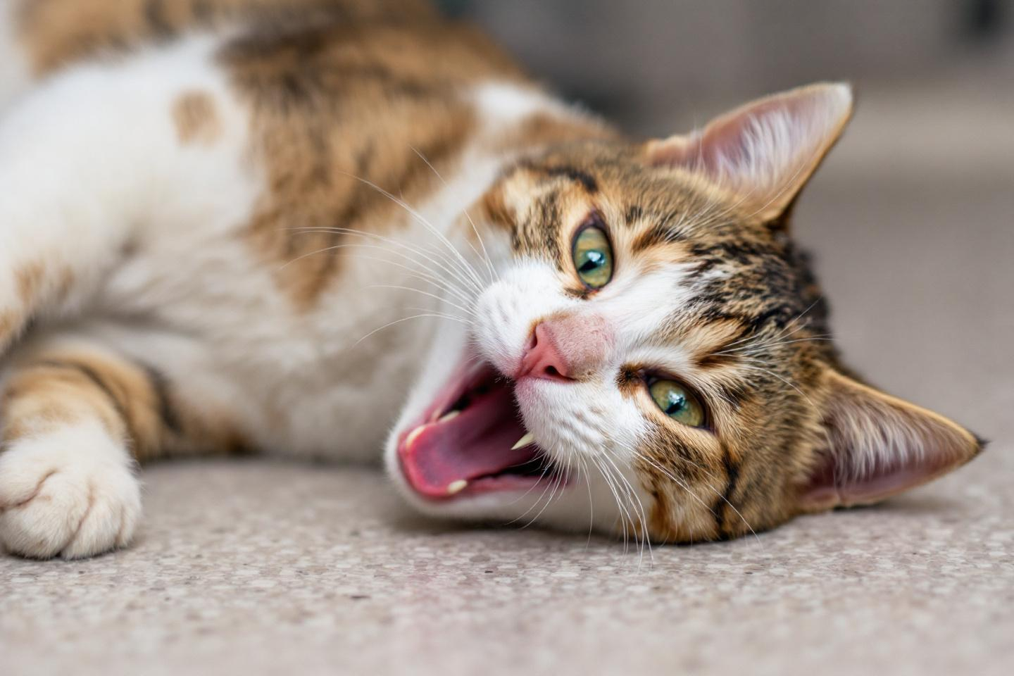 Votre chat a la voix cassée ou ne miaule plus ? Faut-il s’inquiéter de ce changement inattendu ?