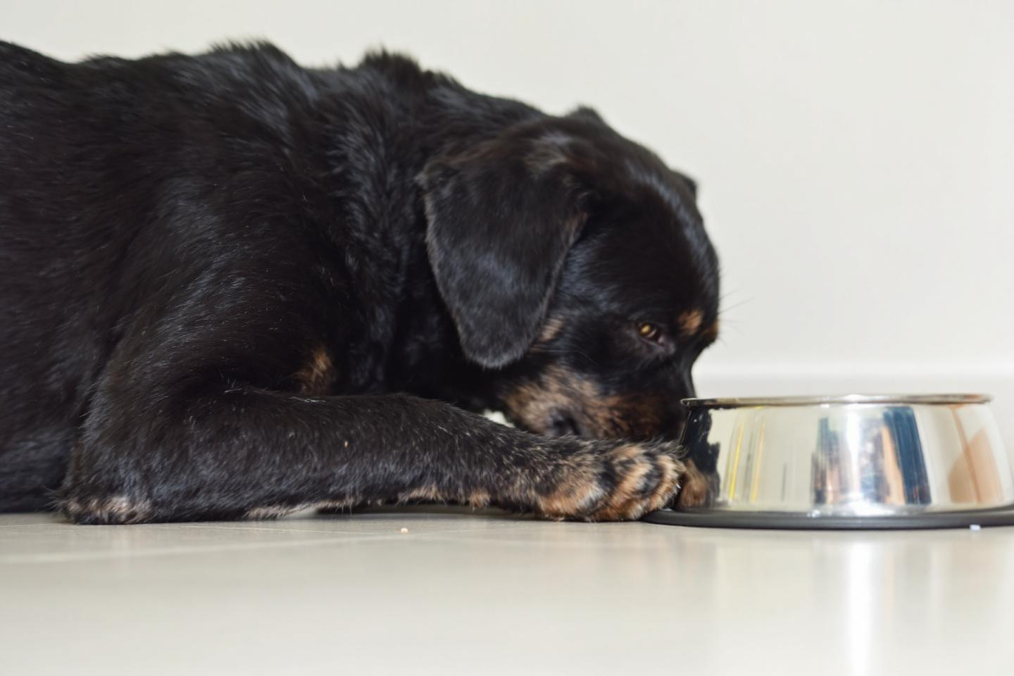 Pourquoi mon chien gratte-t-il toujours autour de sa gamelle ?