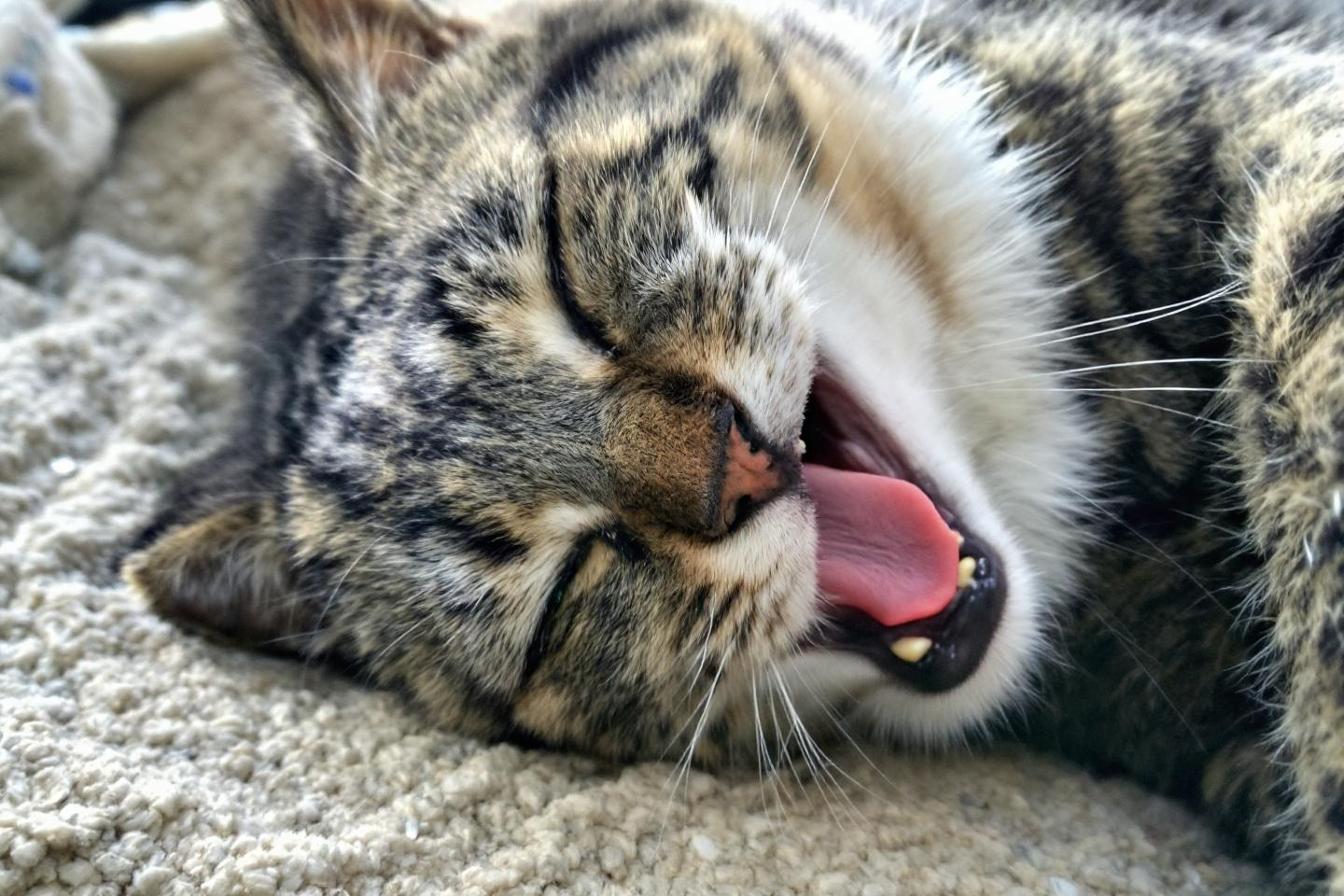 Comment savoir si la chaleur met la santé de votre chat en danger cet été ?