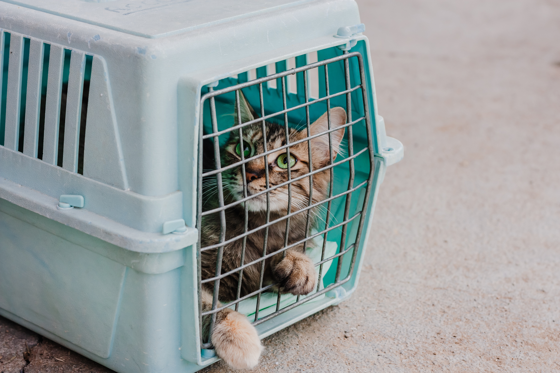 Voyager avec son chat : quelles erreurs peuvent gâcher vos vacances ?
