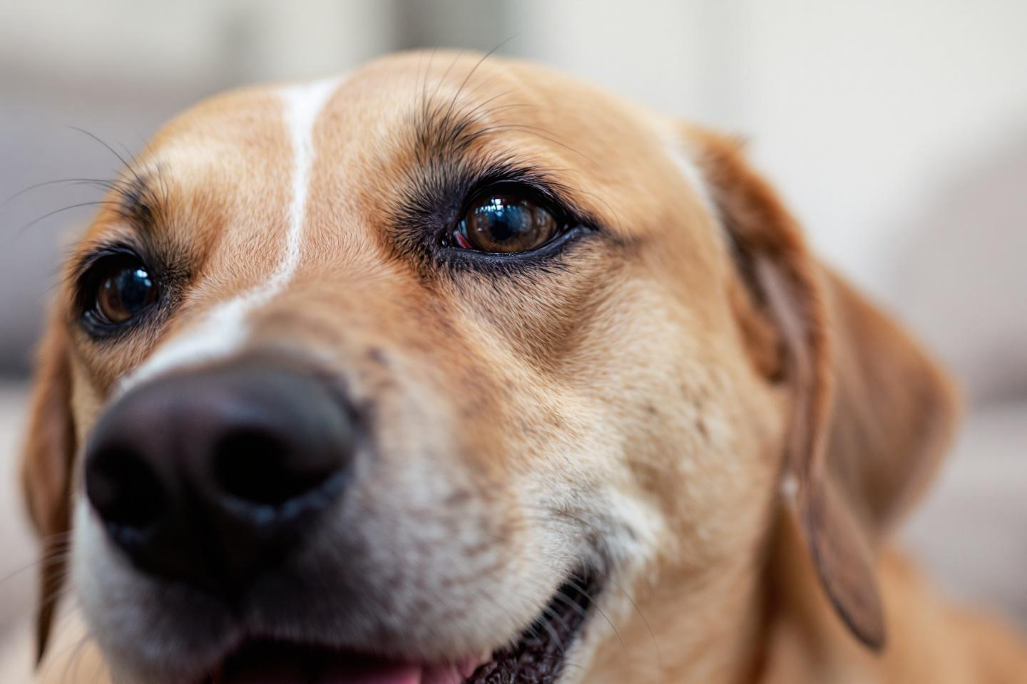 Les chiens peuvent-ils vraiment se reconnaître dans un miroir ? Ce que révèlent les expériences à faire chez soi sur leur conscience de soi