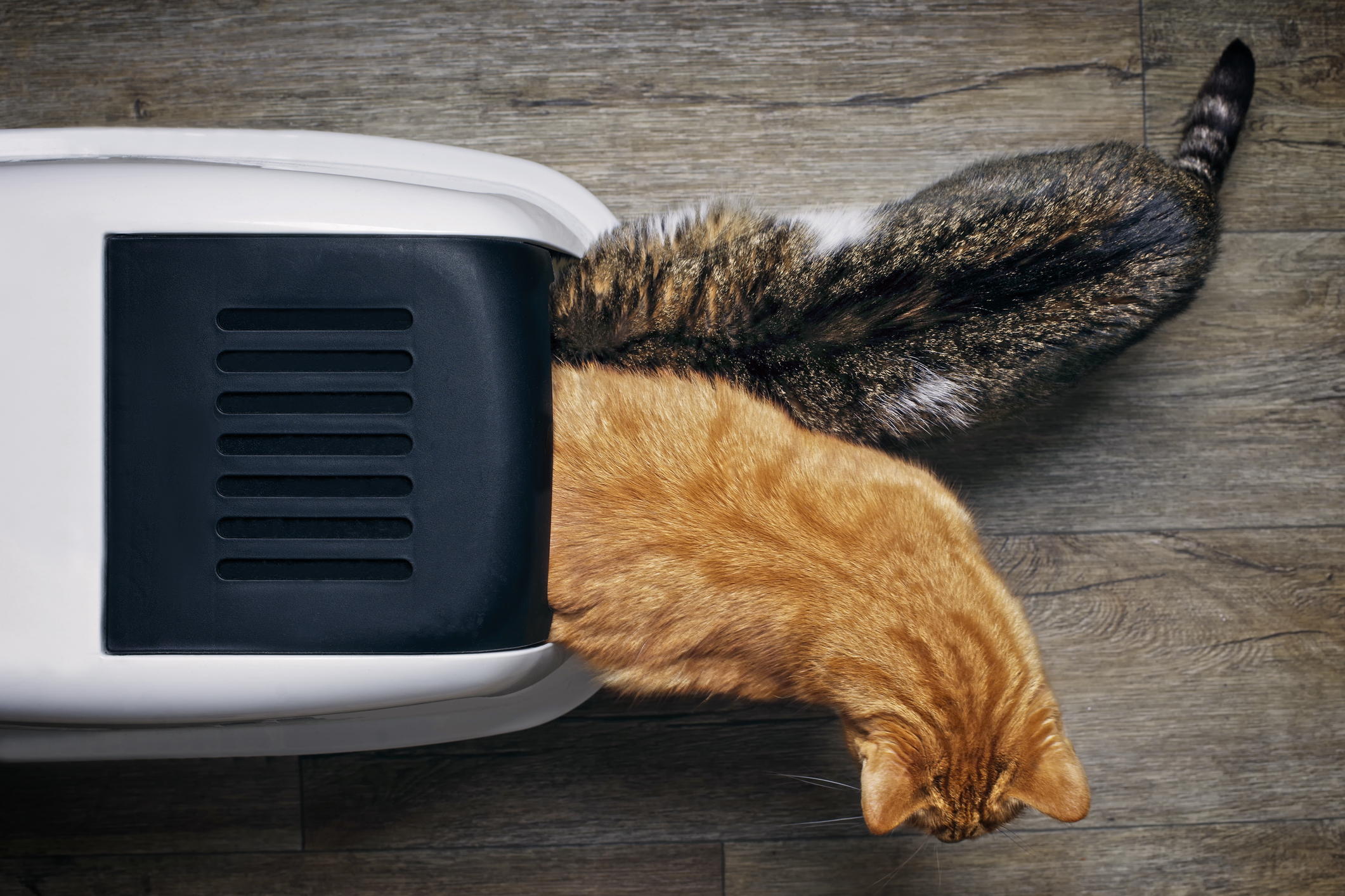 Faut-il vraiment un bac à litière par chat pour éviter les tensions à la maison ?