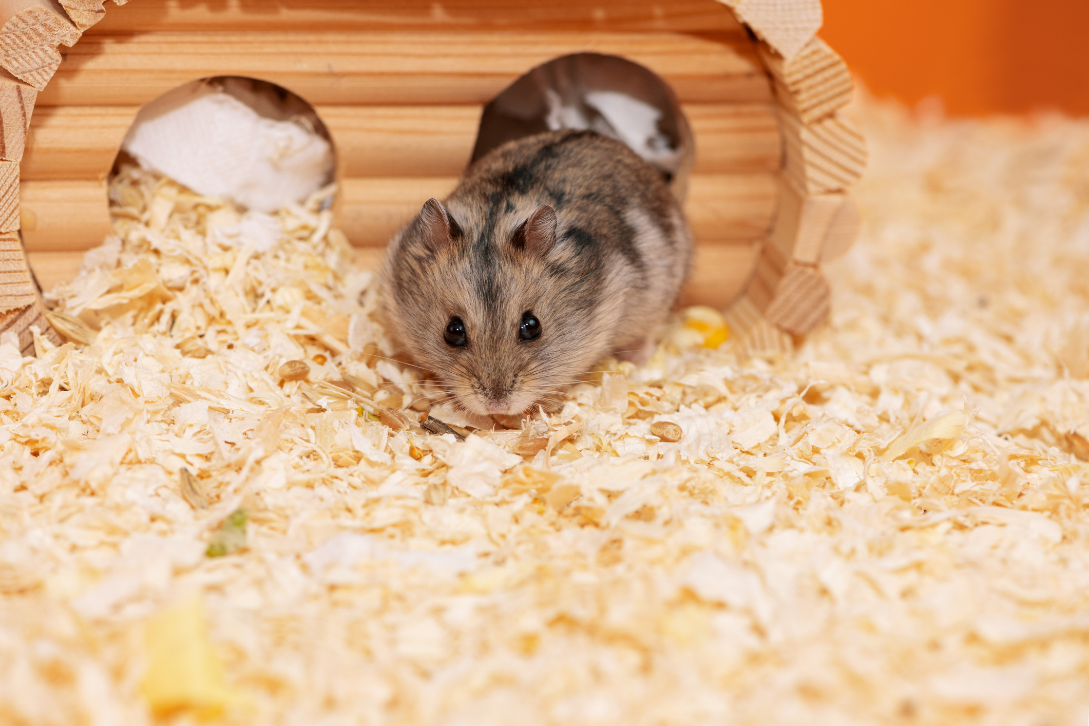 Quels bois sont mortels pour les rongeurs et pourquoi votre cage peut cacher un danger insoupçonné ?