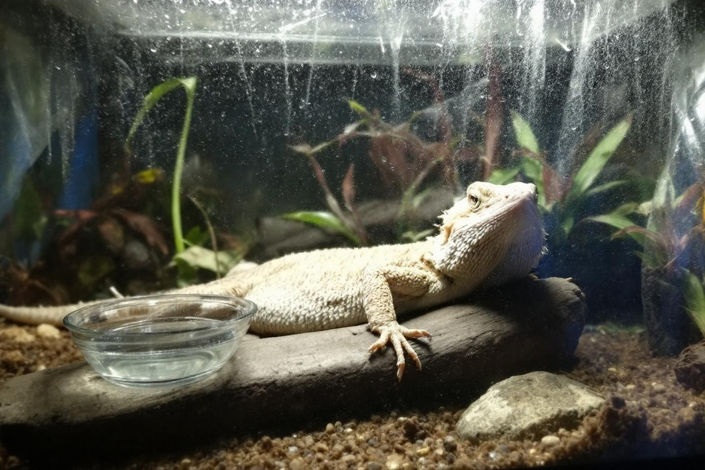 Pourquoi un simple manque d’air frais dans le terrarium peut-il condamner la santé de votre reptile sur le long terme ?