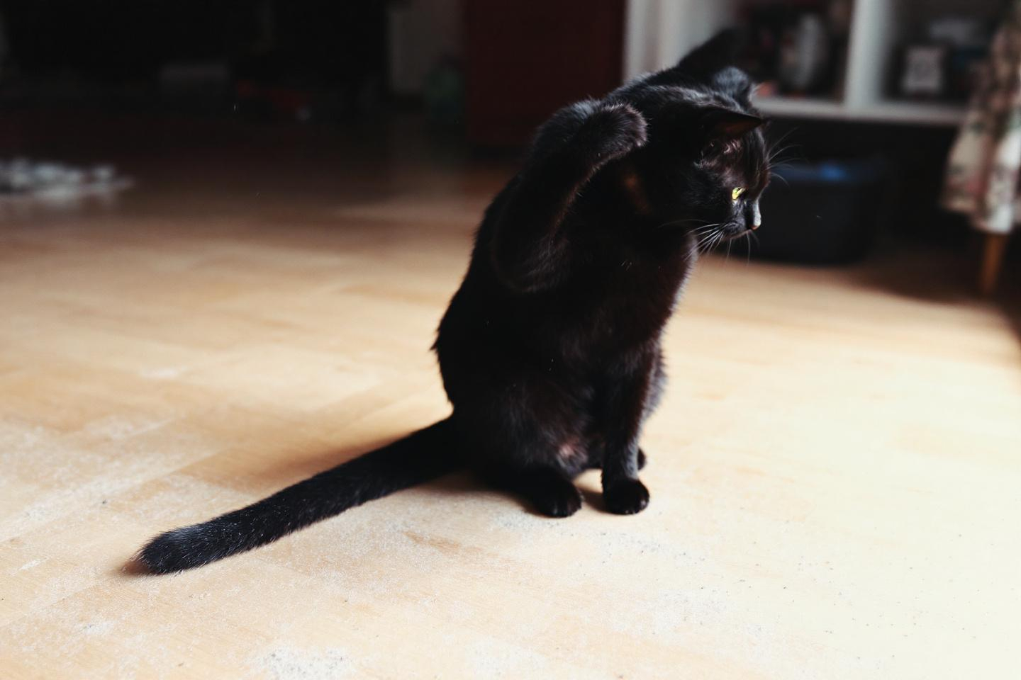 Et si la poussière à la maison expliquait pourquoi votre chat se gratte soudainement autant ?