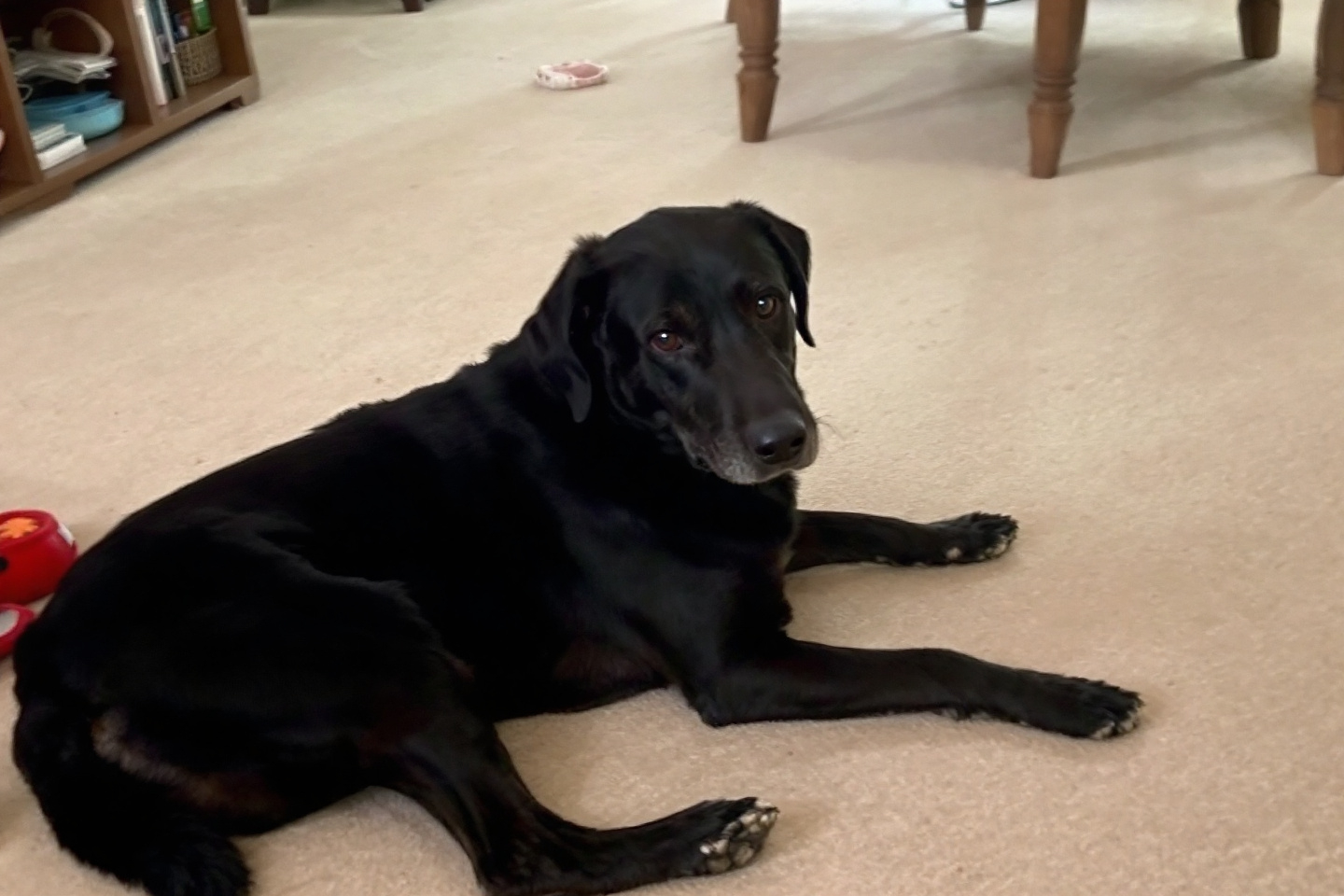 Comment reconnaître un vrai chien heureux ?