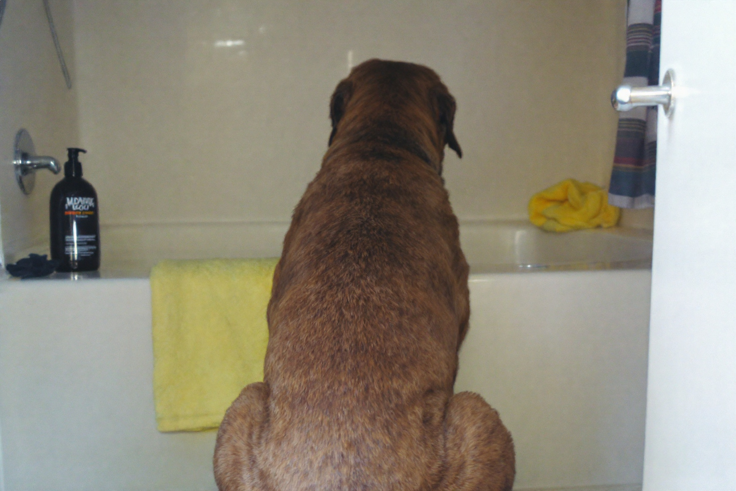 À quelle fréquence faut-il vraiment laver son chien pour préserver sa santé ?
