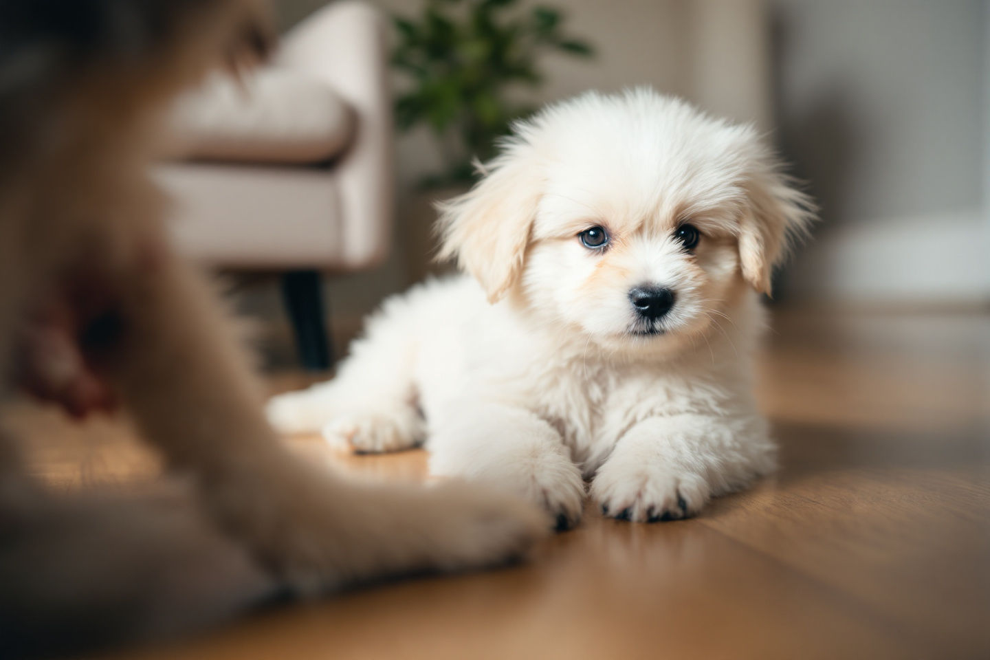 Les chiens peuvent-ils vraiment être jaloux comme nous ? Ce que révèle la science