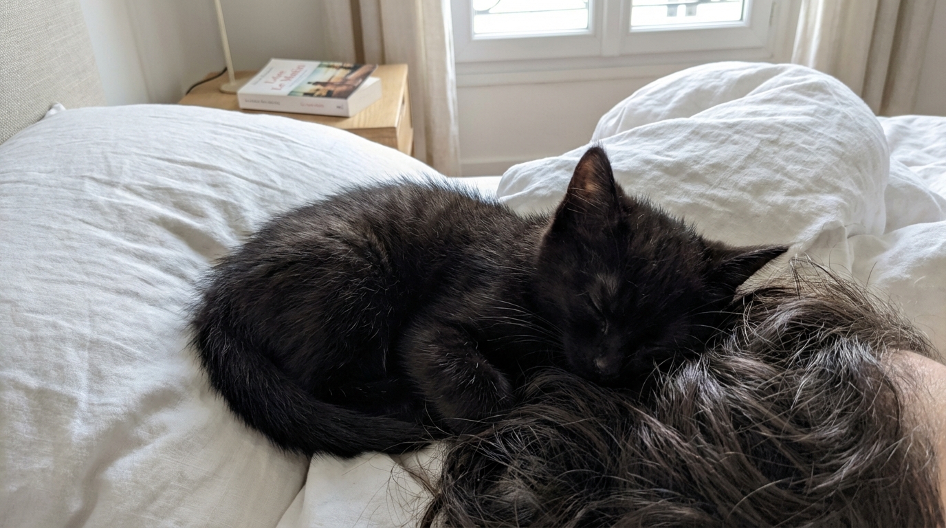 Votre chat dort près de votre tête : est-ce par amour ou par simple besoin de chaleur ?
